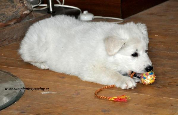 Amundsen Šamanuv trik | White Swiss Shepherd Dog 