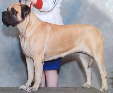 Audley Mummah's Maia | Mastiff 