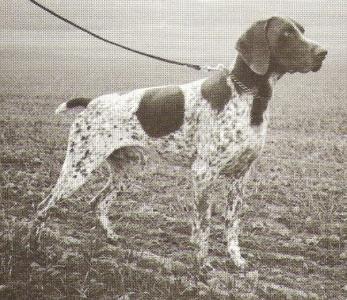 Hannibal vom Hege-Haus | German Shorthaired Pointer 