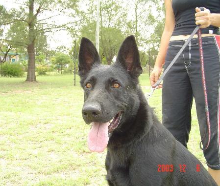 Era of Vita Sinor | German Shepherd Dog 
