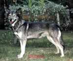 Howling Spirit's Jasmine | Siberian Husky 