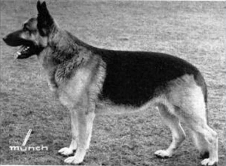 Alf vom Walddorf-Emst | German Shepherd Dog 