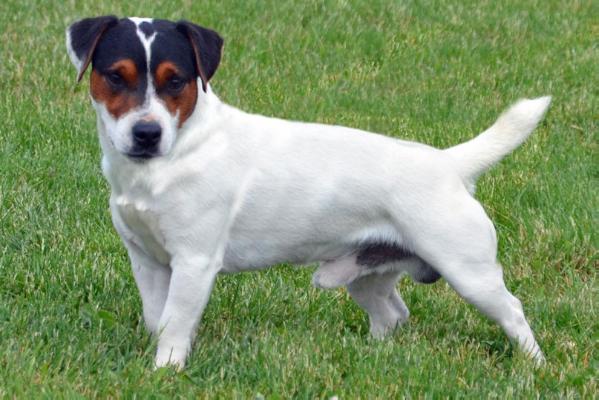 Cher Car's Dreadful Dwarf | Parson Russell Terrier 