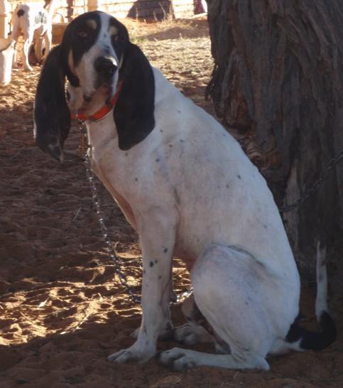 Upaco [Gascon Saintongeois (FCI No.21)] | Bluetick Coonhound 