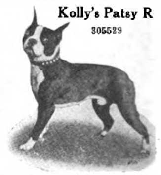 Kolly's Patsy R 305529 | Boston Terrier 