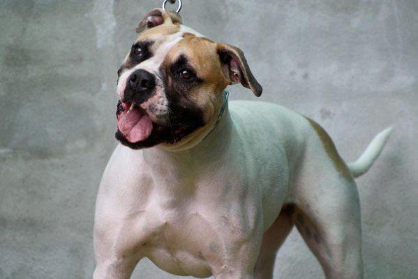 Caia des loups de l'aube | American Bulldog 