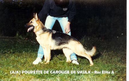 Poupette du Carouge de Vaux | German Shepherd Dog 