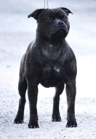 Bodaboy's Dream Royal | Staffordshire Bull Terrier 