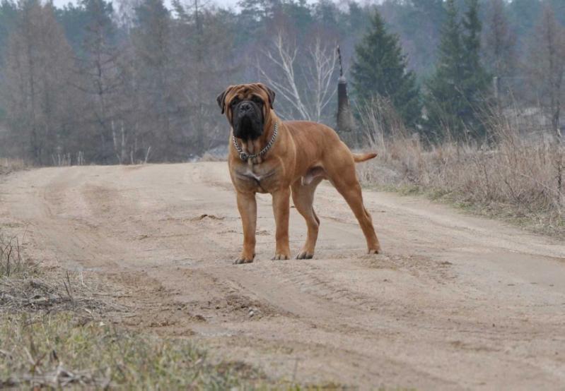 Amber Dream BLUE MOON | Bullmastiff 