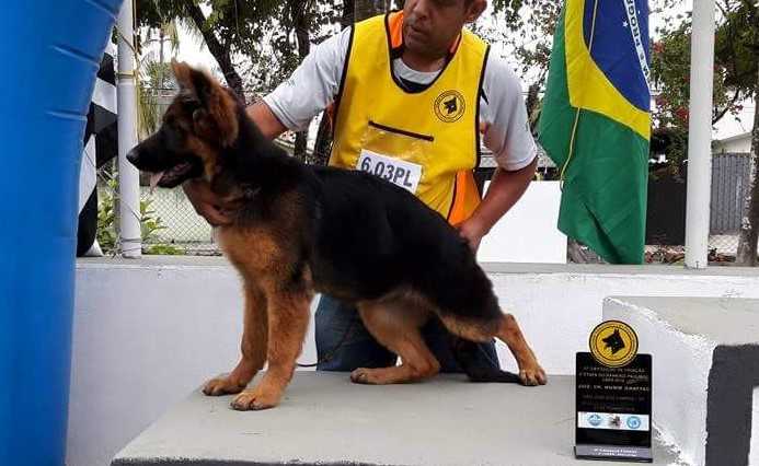 IVVI DO DIAMANTES DA SERRA | German Shepherd Dog 
