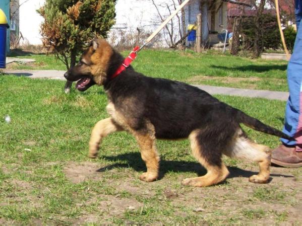 AMOR Ezmar | German Shepherd Dog 