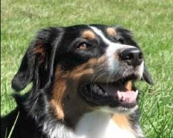 White Oak Kitty Hawk | English Shepherd 
