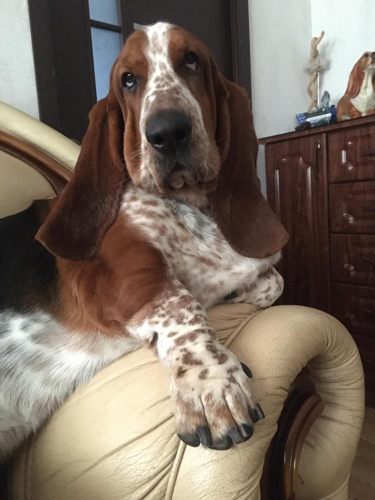 Gwendoline Ray Silvester | Basset Hound 