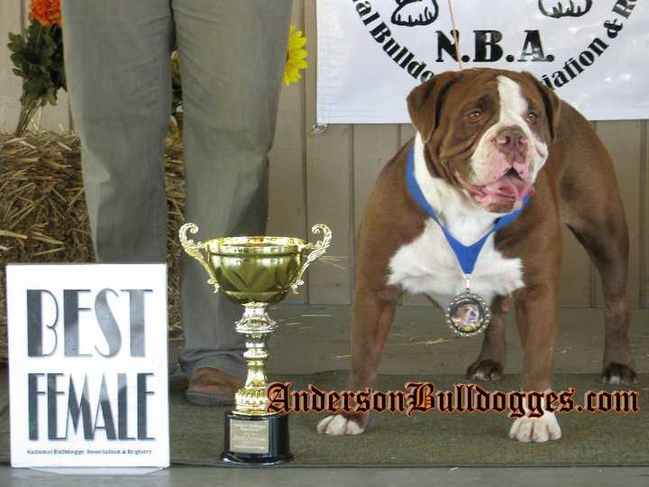 Midwest's In-A-Gadda-Da-Vida | Olde English Bulldogge 