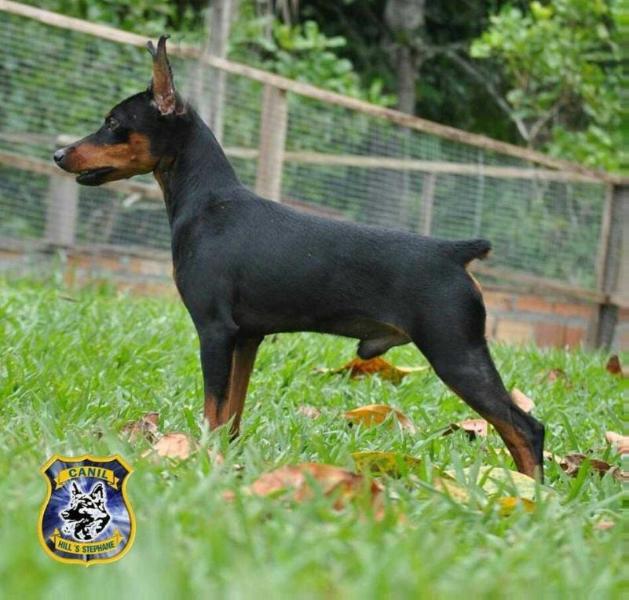 Xarif Living in the Sky | Miniature Pinscher 