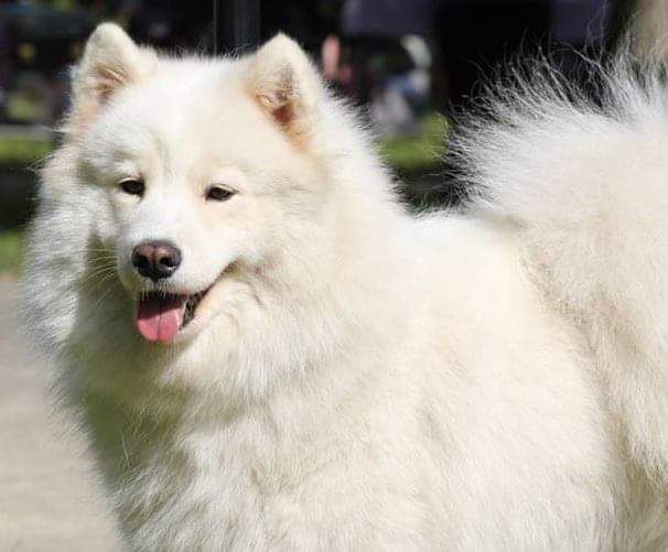 Dirty Dogs Have More Fun Arctic Sunshine | Samoyed 