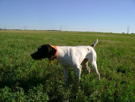 Dmr's Bad Luck Charm | German Shorthaired Pointer 