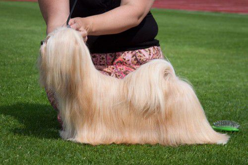 CHIC CHOIX MELANIE HAMILTON | Lhasa Apso 