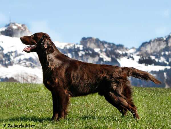 Flatterhaft Dynacraft On Line | Flat-Coated Retriever 