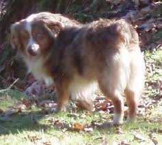Waggin Tail Willamette of Sundance | Australian Shepherd 