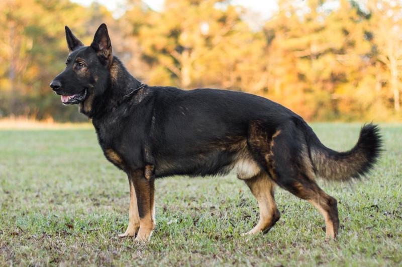 Falko Vom Hanrahaus | German Shepherd Dog 