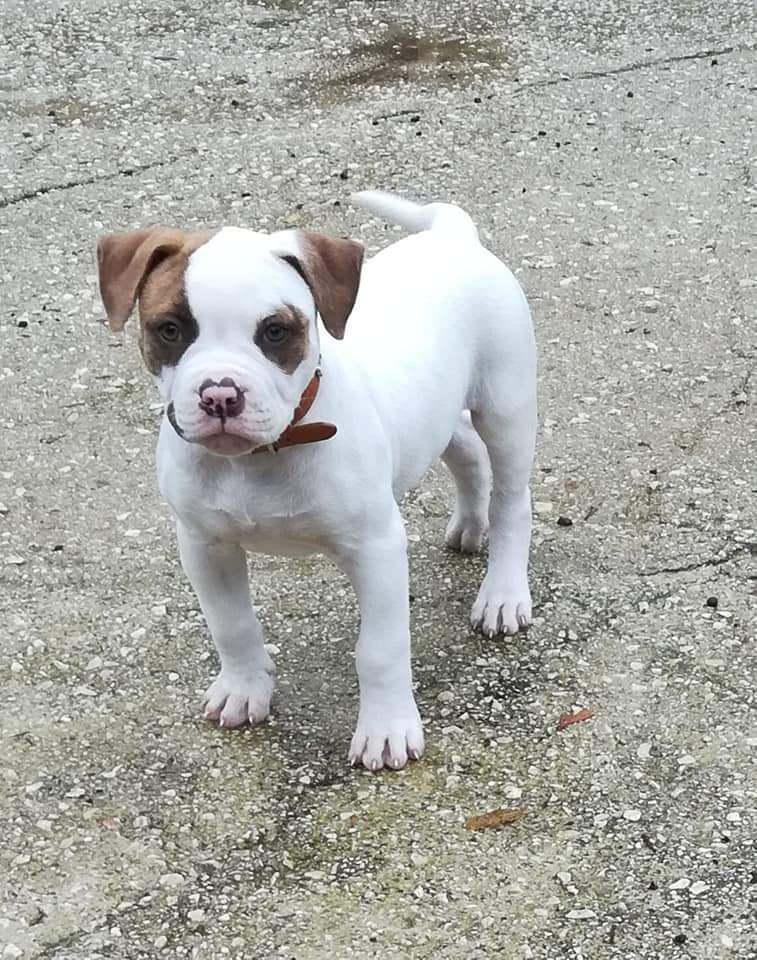 Danibull's Aragon | American Bulldog 