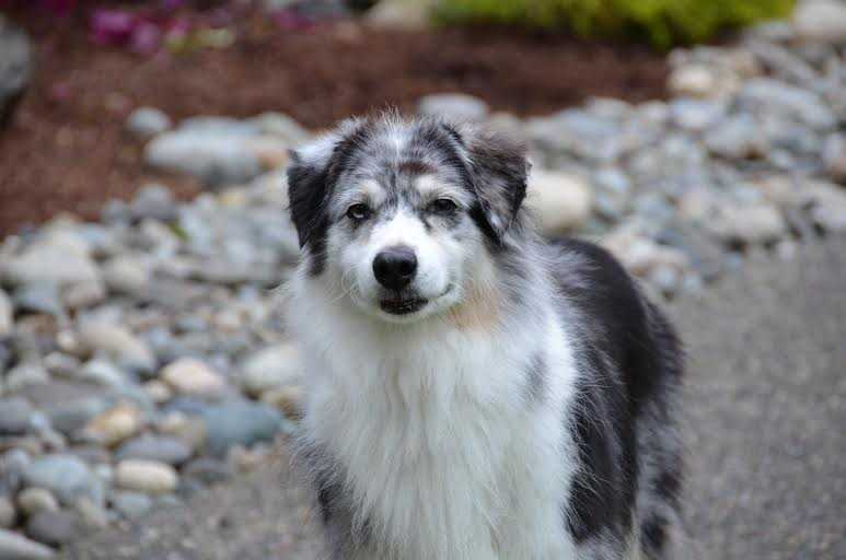 Hisaws First Centerfold | Australian Shepherd 