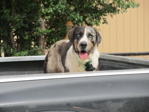 Confetti's Public Enemy | Catahoula Leopard Dog 