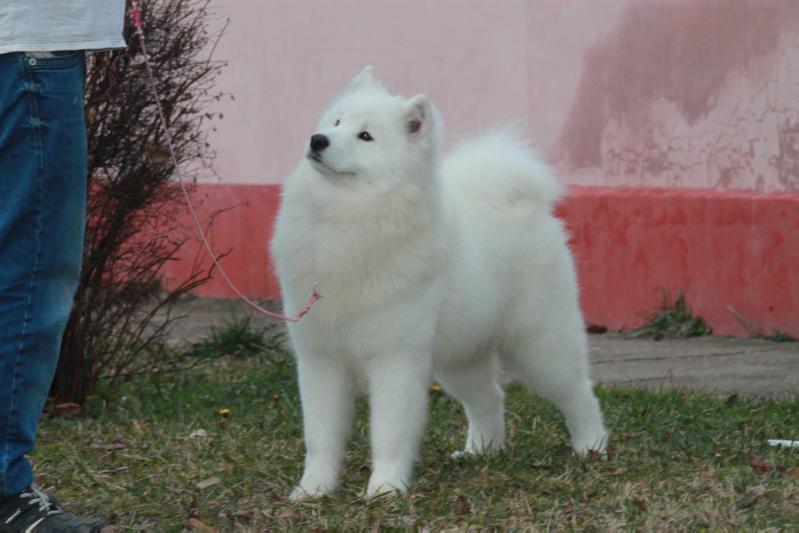 Samoyeds kennel for Love Magic Baby | Samoyed 