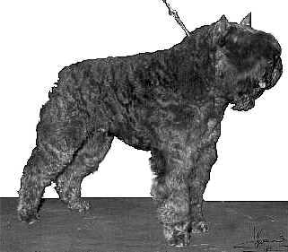 Manno v. Gewdraa Oel | Bouvier des Flandres 