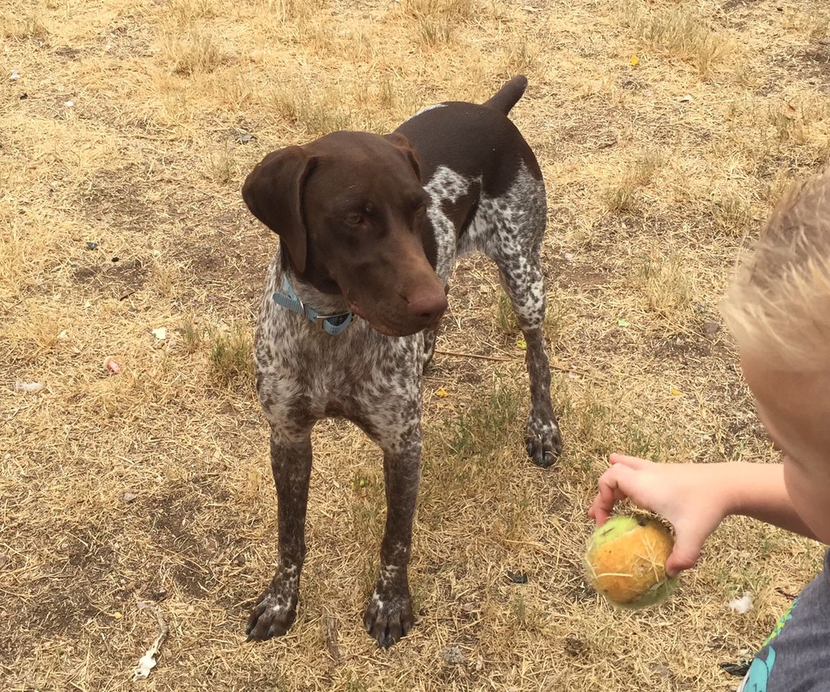 Sadie Lady X | German Shorthaired Pointer 