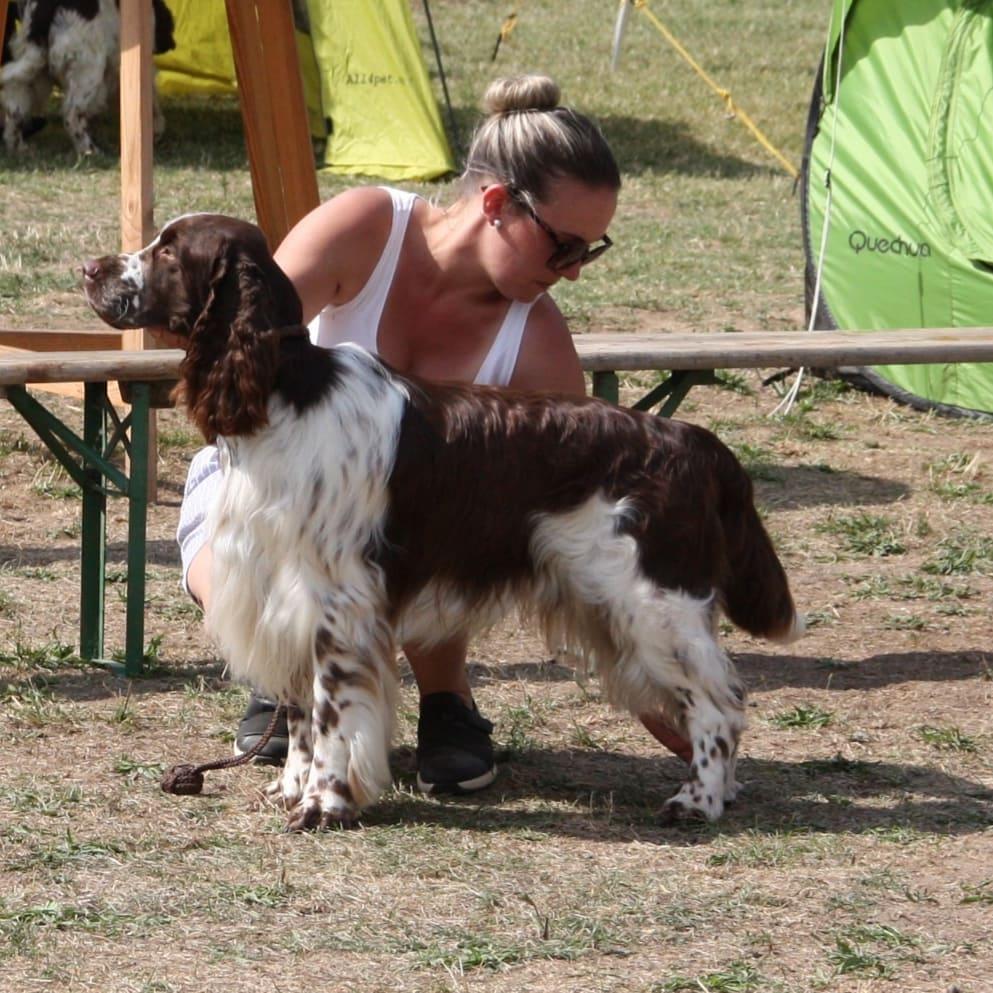 Finkensee Energic Eros | English Springer Spaniel 