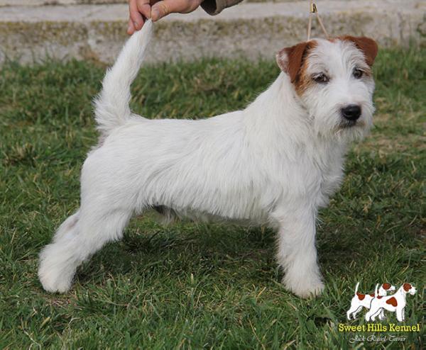 OCTOPUS DI SUTRI | Jack Russell Terrier 