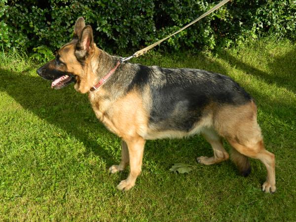 Gessa J-a | German Shepherd Dog 