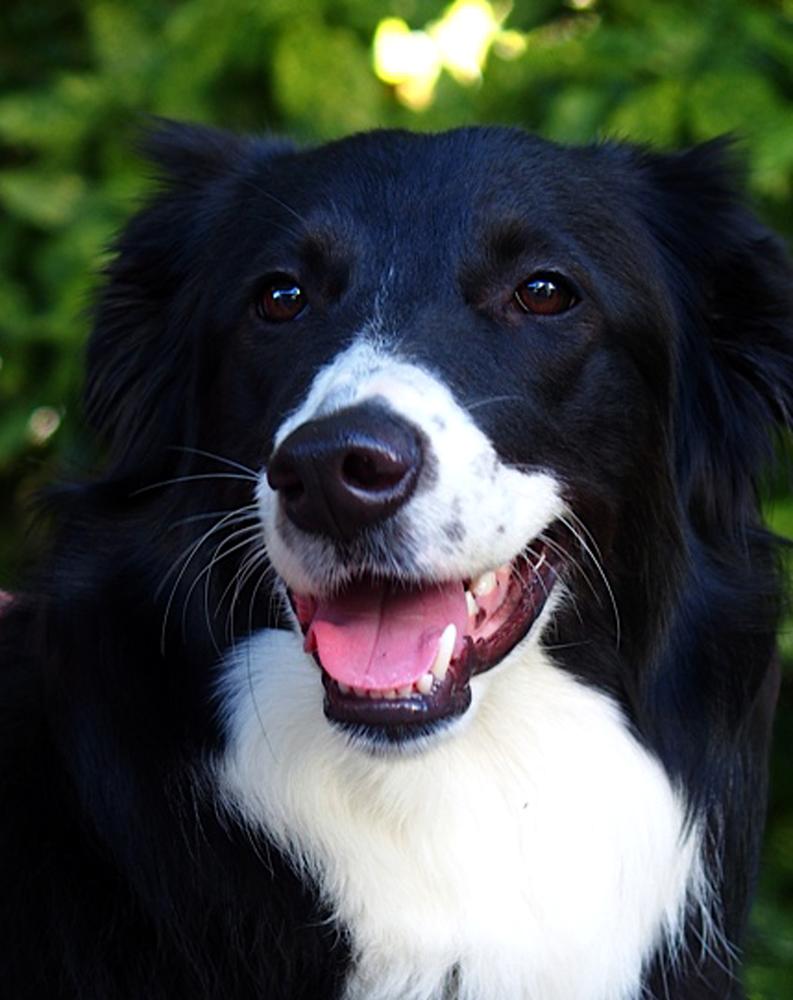 Old Dreaming of Diamonds | English Shepherd 