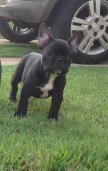 ABNER RANYAT BULL | French Bulldog 