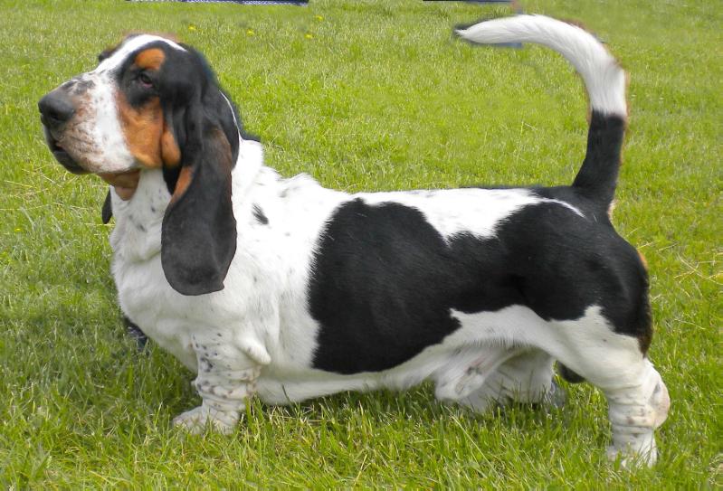 Principe CorleoneperCetty | Basset Hound 