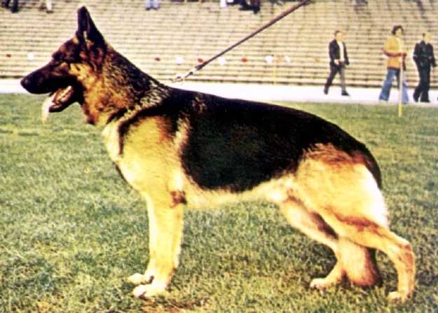 Brix von der Pfaffenau | German Shepherd Dog 