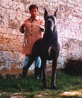 Barcles des Terres de la Rairie | Great Dane 