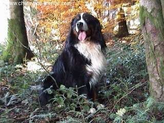 Xivago von Alpentraum | Bernese Mountain Dog 