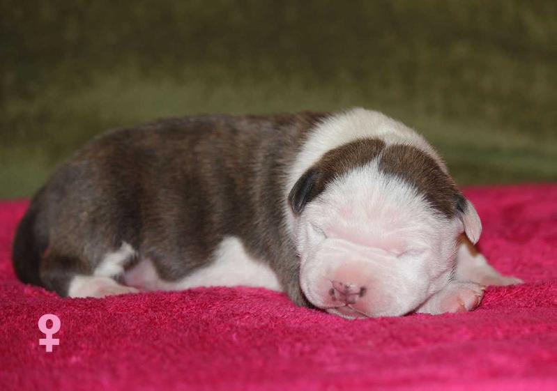 NW TARJA Sentinel | American Staffordshire Terrier 