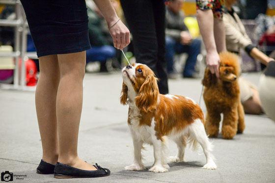 BELLATRICE SPRING OF GLOW | Cavalier King Charles Spaniel 