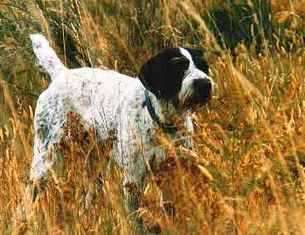 Sure Shot's Point Blank | German Wirehaired Pointer 