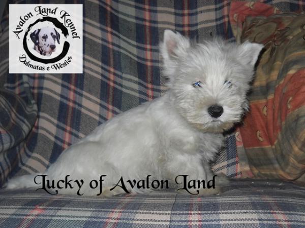 WT Lucky of Avalon Land | West Highland White Terrier 