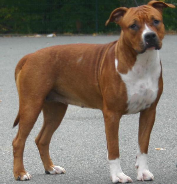 Emma bonne etoile de la maison d este | American Staffordshire Terrier 