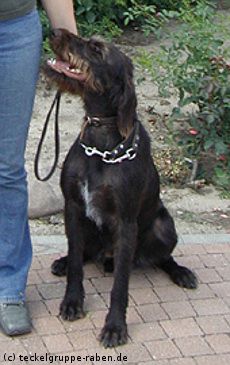 Biene III v. Wächtersbach | German Wirehaired Pointer 