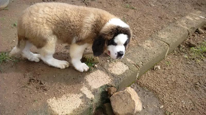 Mufasa | Saint Bernard 