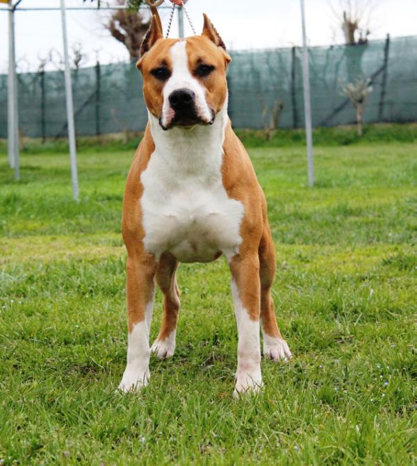 Red Carpet Of Bazo-Town | American Staffordshire Terrier 