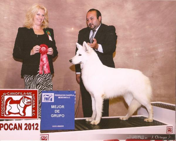 Fedra Real Corte de las Arcanas | White Swiss Shepherd Dog 