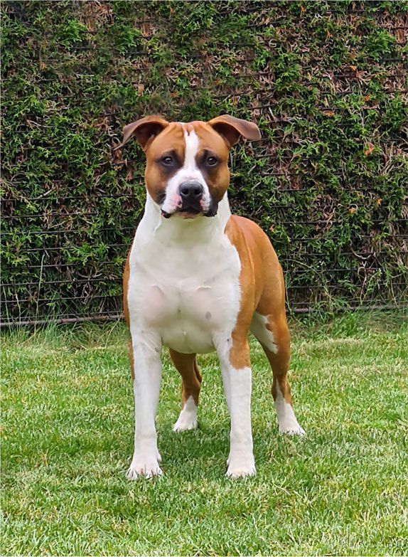 Paun´s Edition CD | American Staffordshire Terrier 